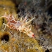 shrimp_tiger_shr_tam_h_0031_bal6404.jpg
